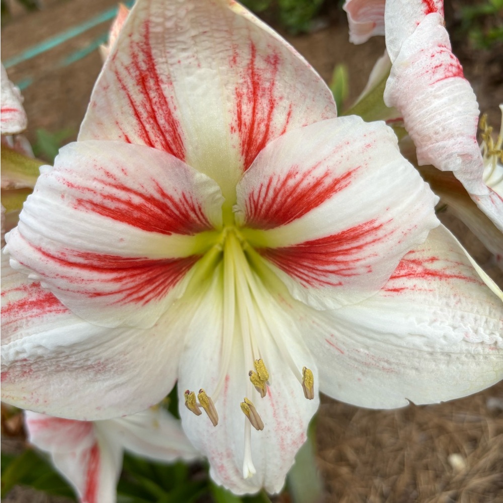 Four amaryllis bulbs, orange and white, pink and white and two red and white.